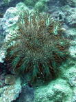 Crown of Thorns Starfish - MZ Photo