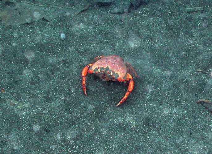 Crab - MZ Photo