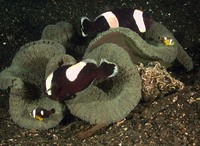 Panda Clown Fish - MZ Photo