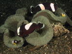 Panda Clown Fish - MZ Photo