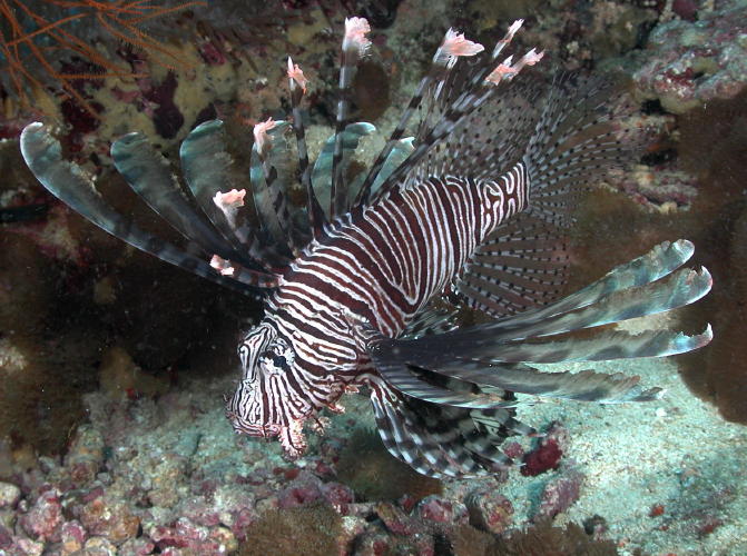 Lionfish - MZ Photo