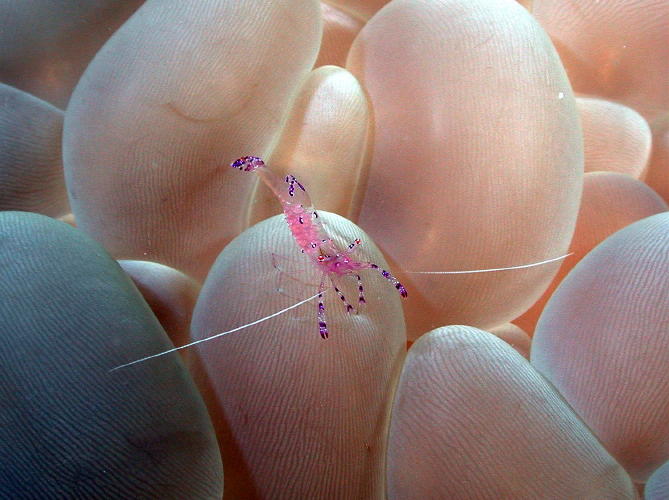 Peterson Shrimp on Bubble Coral - GAL Photo