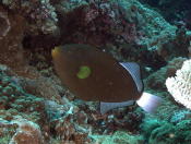 Triggerfish - MZ Photo