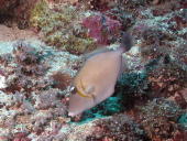 Triggerfish - MZ Photo