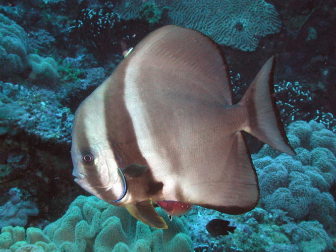 Bat Fish - MZ Photo