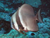 Batfish - MZ Photo