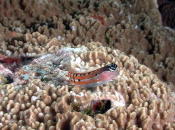 Goby - MZ Photo