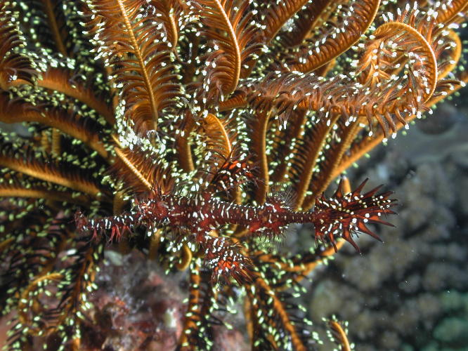 Harlequin Ghost Pipe Fish - MZ Photo