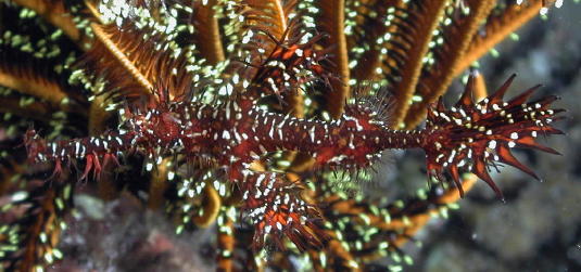 Harlequin Ghost Pipefish - MZ Photo