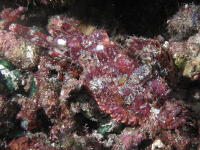 Stonefish - MZ Photo