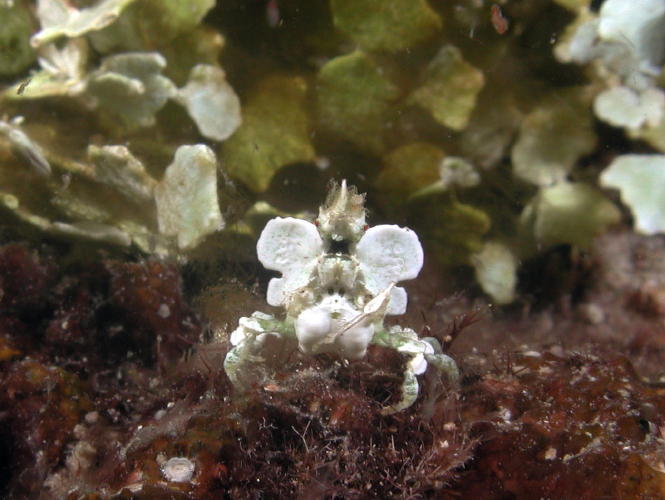 Decorator Crab - MZ Photo