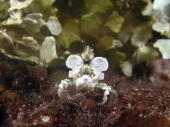 Decorator Crab - MZ Photo