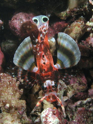 Two Spot Lionfish - MZ Photo