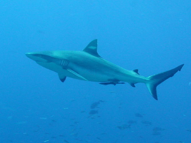 Grey Reef Shark - MZ Photo