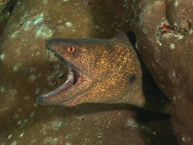 Moray Eel - MZ Photo