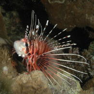 Lion Fish - MZ Photo