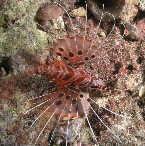 Lion Fish - MZ Photo