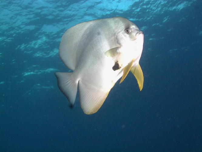 Bat Fish - MZ Photo