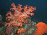 Soft Coral - MZ Photo