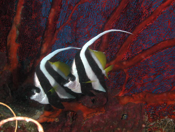 Reef Fish - MZ Photo