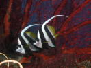 Reef Fish - MZ Photo