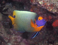 Reef Fish - MZ Photo