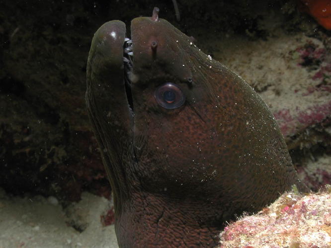 Moray Eel - MZ Photo