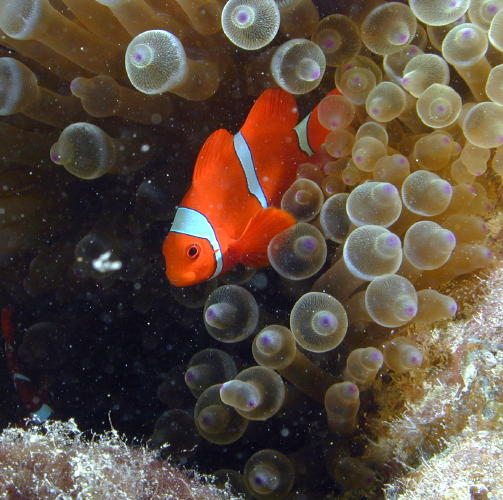 Anemone Fish