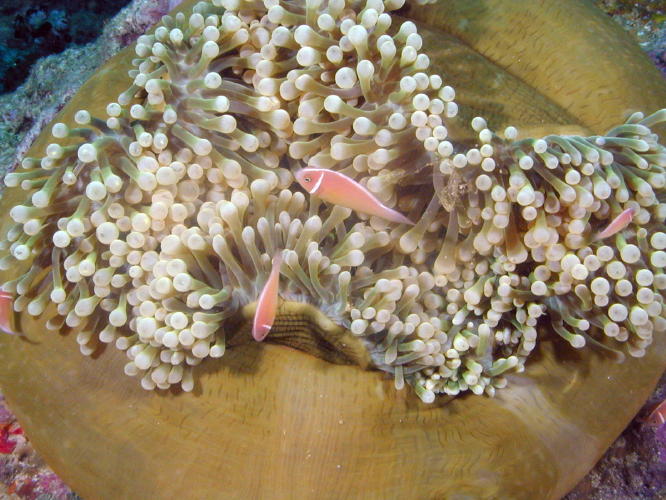 Anemone with Clown Fish