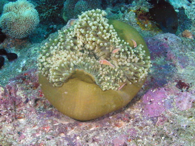 Anemone with Clown Fish