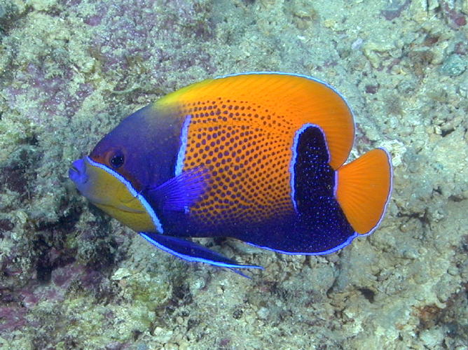 Angel Fish