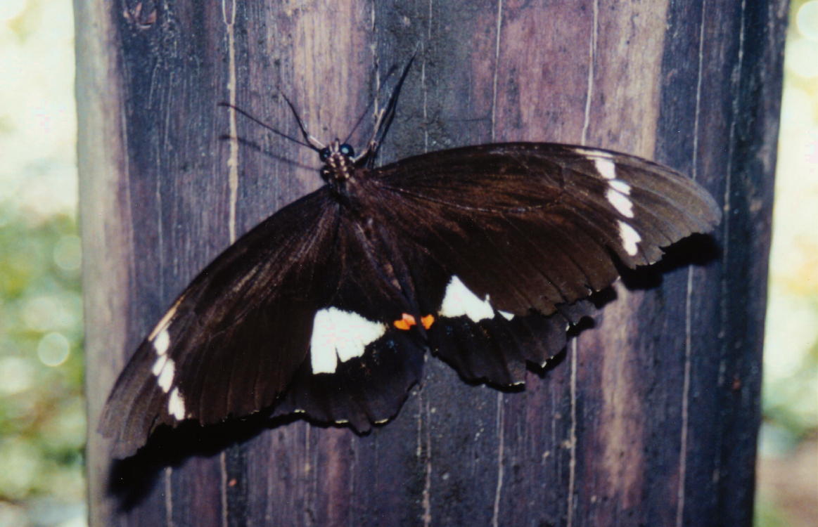 Butterfly