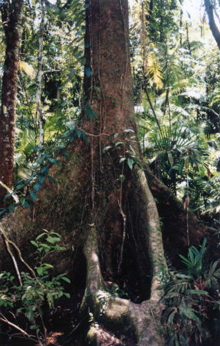 Rainforest Mangrove