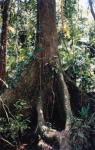Rainforest Mangrove