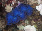 Blue Clam