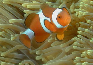 Clown Fish in Anemone