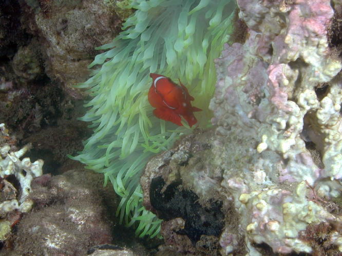 Clown Fish in Anemone