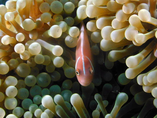 Anemone with Clown Fish