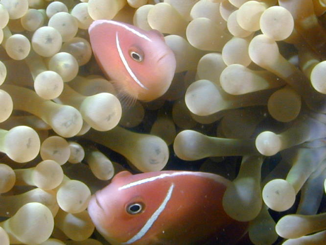 Anemone with Clown Fish