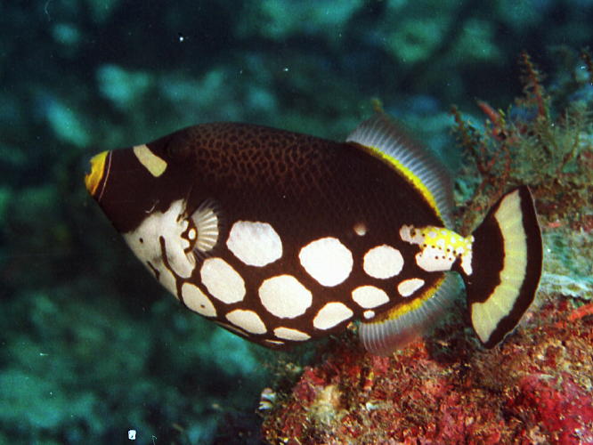 Clown Trigger Fish