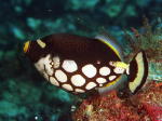 Clown Triggerfish