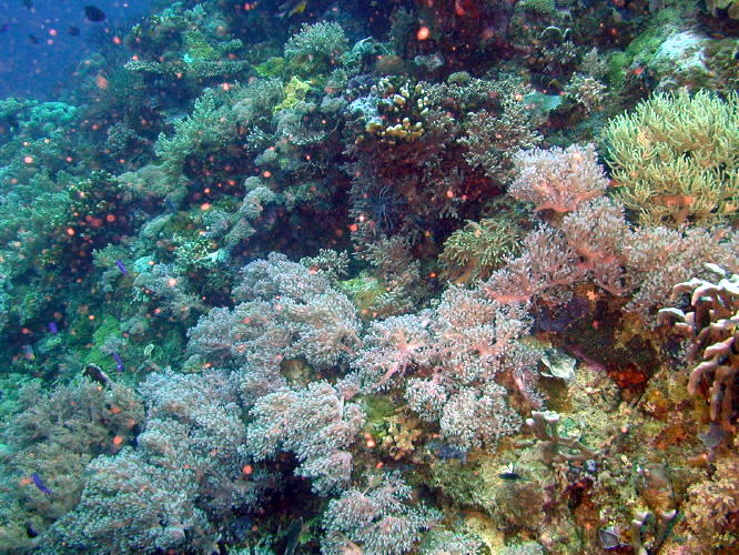 Coral Scene
