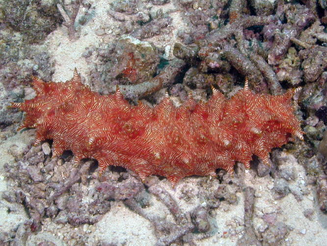 Candy Cane Sea Cucumber