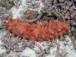 Candy Cane Sea Cucumber