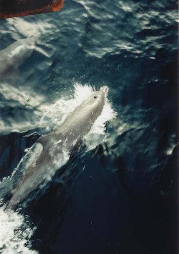 Dolphins