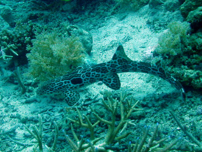 Epaulet Shark