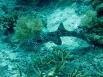 Epaulette Shark