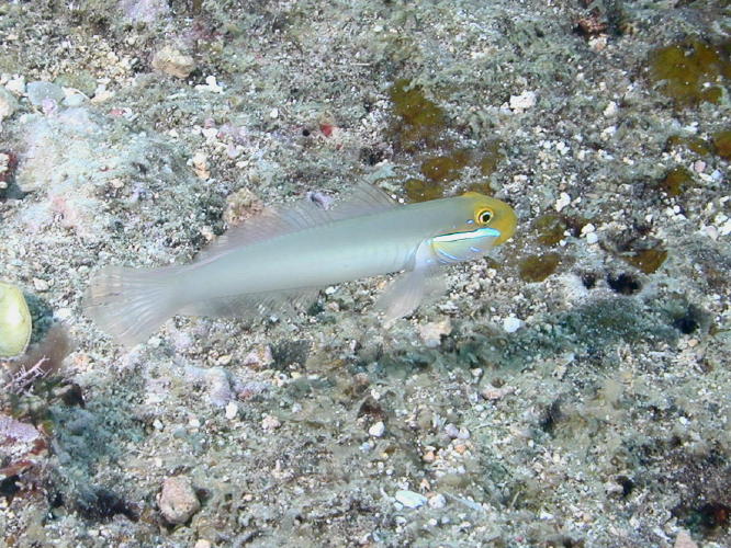 Goby