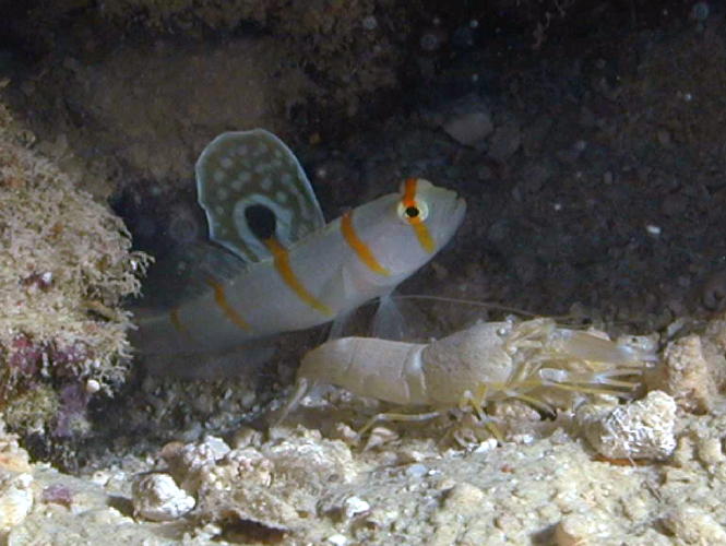 Goby with Shrimp