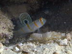 Goby With Shrimp